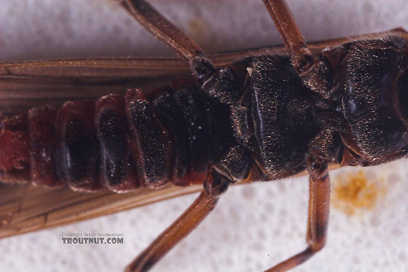 Taeniopterygidae (Willowflies) Stonefly Adult from Salmon Creek in New York