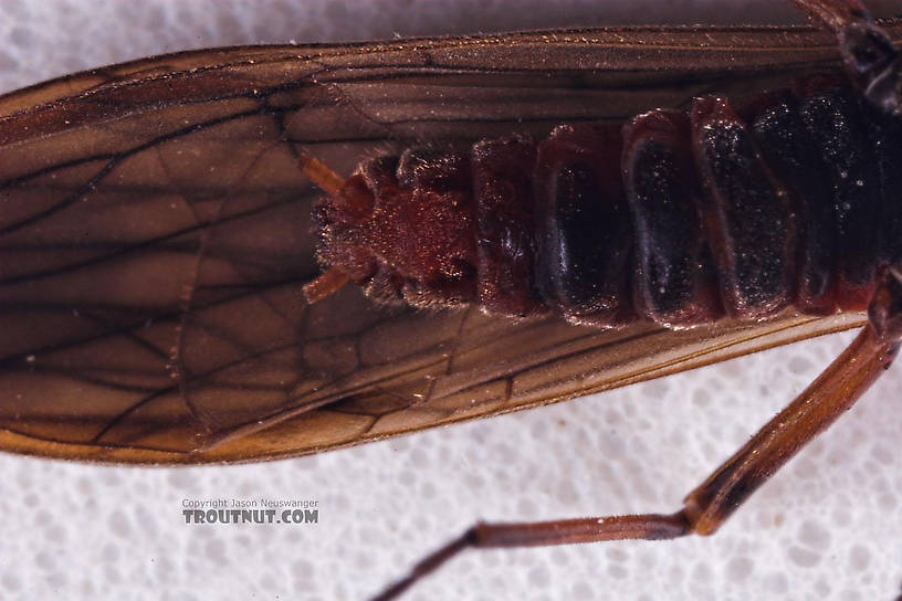 Taeniopterygidae (Willowflies) Stonefly Adult from Salmon Creek in New York