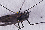 Chironomidae (Midges) True Fly Adult