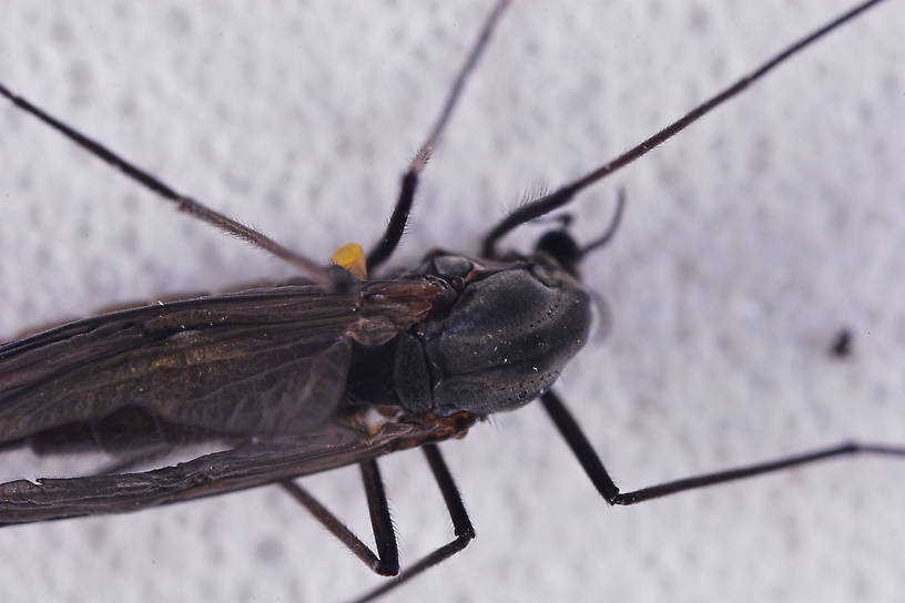 Chironomidae (Midges) Midge Adult from Salmon Creek in New York