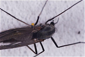 Chironomidae (Midges) True Fly Adult