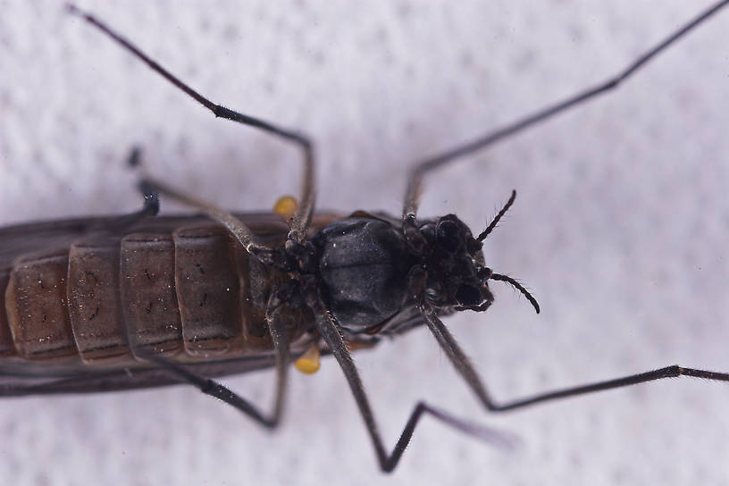 Chironomidae (Midges) Midge Adult from Salmon Creek in New York