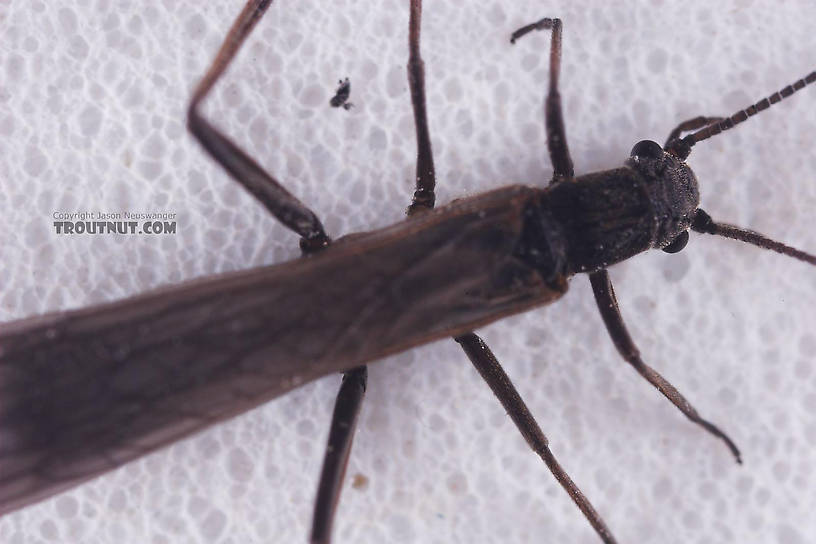 Capniidae (Snowflies) Stonefly Adult from Salmon Creek in New York