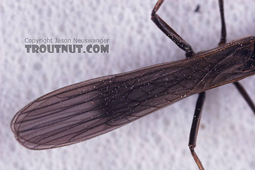 Capniidae (Snowflies) Stonefly Adult from Salmon Creek in New York