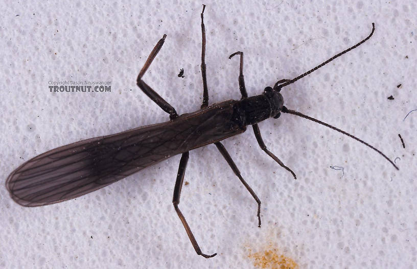 Capniidae (Snowflies) Stonefly Adult from Salmon Creek in New York