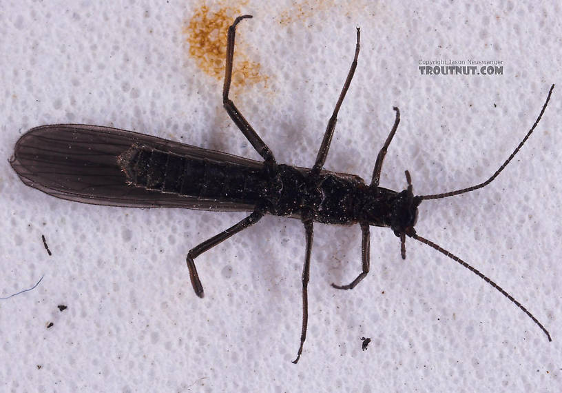 Capniidae (Snowflies) Stonefly Adult from Salmon Creek in New York