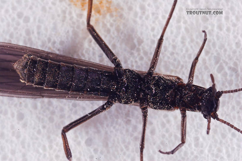 Capniidae (Snowflies) Stonefly Adult from Salmon Creek in New York