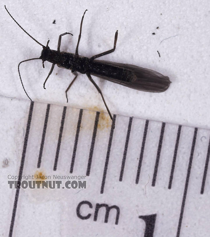 Capniidae (Snowflies) Stonefly Adult from Salmon Creek in New York