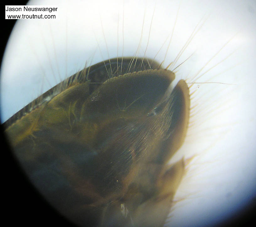 Sigara Water Boatman Adult from Fall Creek in New York