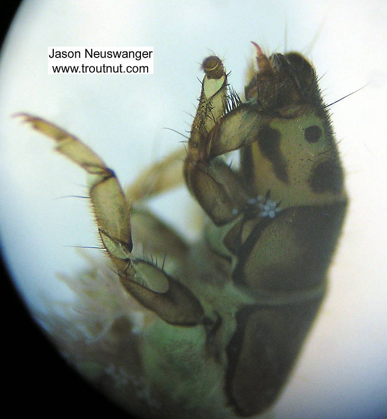 Hydropsychidae Caddisfly Larva from Fall Creek in New York