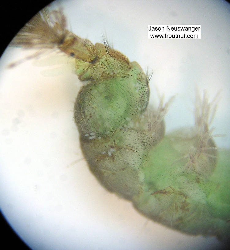 Hydropsychidae Caddisfly Larva from Fall Creek in New York