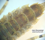 Ephemerella (Hendricksons, Sulphurs, PMDs) Mayfly Nymph