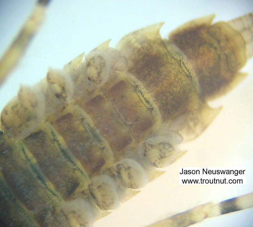 Ephemerella (Hendricksons, Sulphurs, PMDs) Mayfly Nymph from Fall Creek in New York