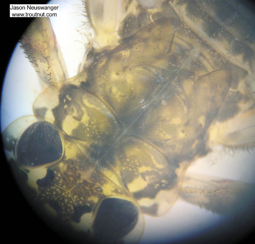 Maccaffertium (March Browns and Cahills) Mayfly Nymph from Fall Creek in New York