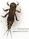 Caenis (Angler's Curses) Mayfly Nymph