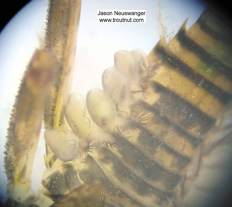 Maccaffertium (March Browns and Cahills) Mayfly Nymph from Fall Creek in New York