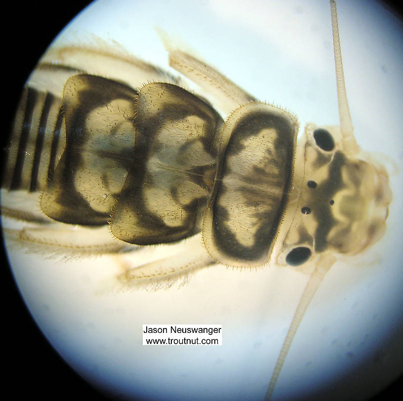 Agnetina capitata (Golden Stone) Stonefly Nymph from Fall Creek in New York