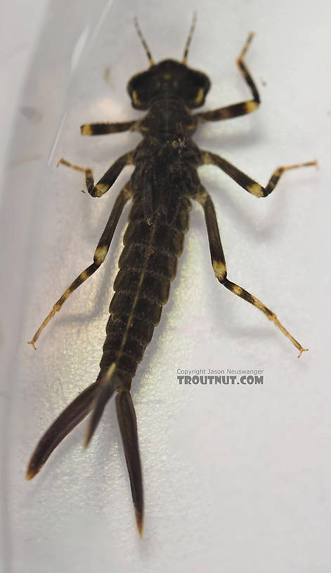 Argia Damselfly Nymph from Fall Creek in New York