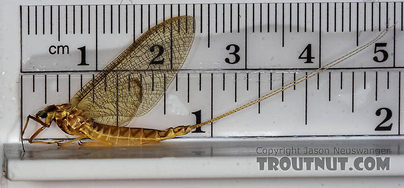 Female Hexagenia limbata (Hex) Mayfly Spinner from Gas station in Whitney Point, NY in New York