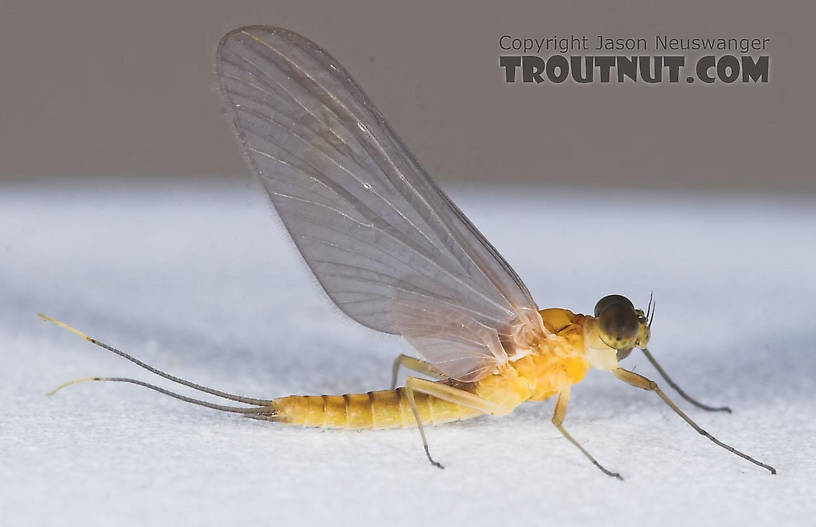 Male Nixe inconspicua Mayfly Dun from the East Branch of the Delaware River in New York