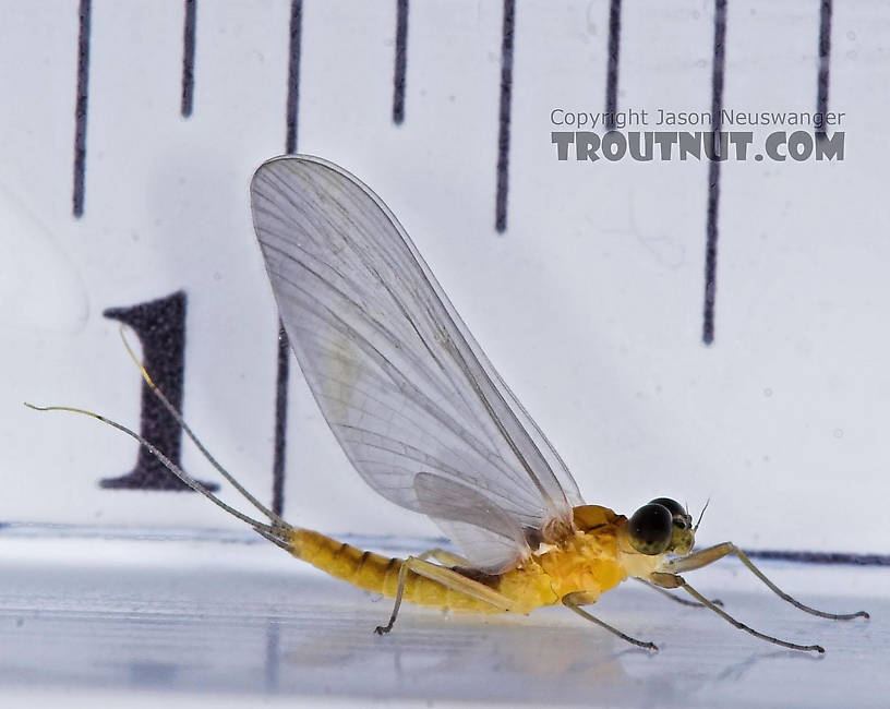 Male Nixe inconspicua Mayfly Dun from the East Branch of the Delaware River in New York