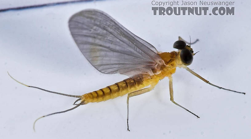 Male Nixe inconspicua Mayfly Dun from the East Branch of the Delaware River in New York