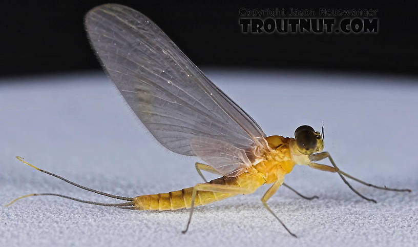 Male Nixe inconspicua Mayfly Dun from the East Branch of the Delaware River in New York