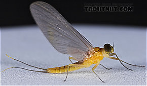 Male Nixe inconspicua  Mayfly Dun