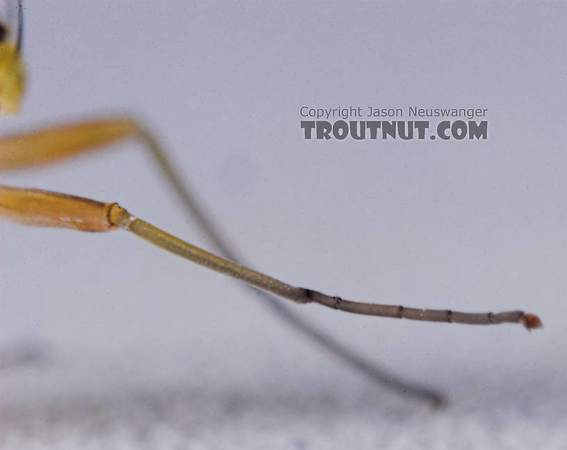 The ratio of segment lengths on the tarsus of this dun is a helpful identifying characteristics.  Male Nixe inconspicua Mayfly Dun from the East Branch of the Delaware River in New York