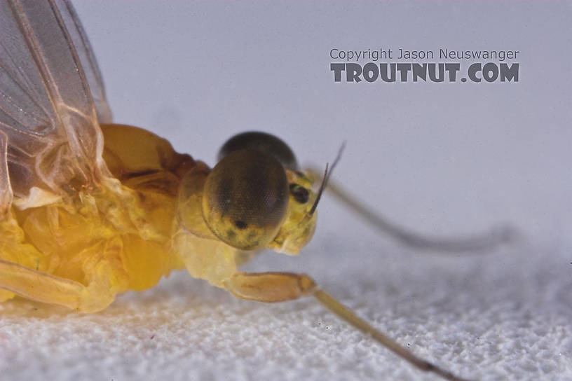 Male Nixe inconspicua Mayfly Dun from the East Branch of the Delaware River in New York