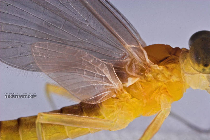 Male Nixe inconspicua Mayfly Dun from the East Branch of the Delaware River in New York