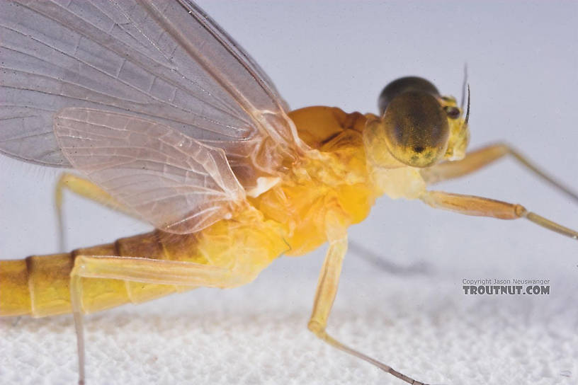 Male Nixe inconspicua Mayfly Dun from the East Branch of the Delaware River in New York