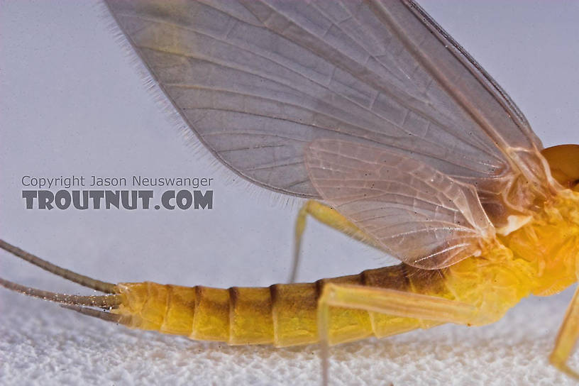 Male Nixe inconspicua Mayfly Dun from the East Branch of the Delaware River in New York