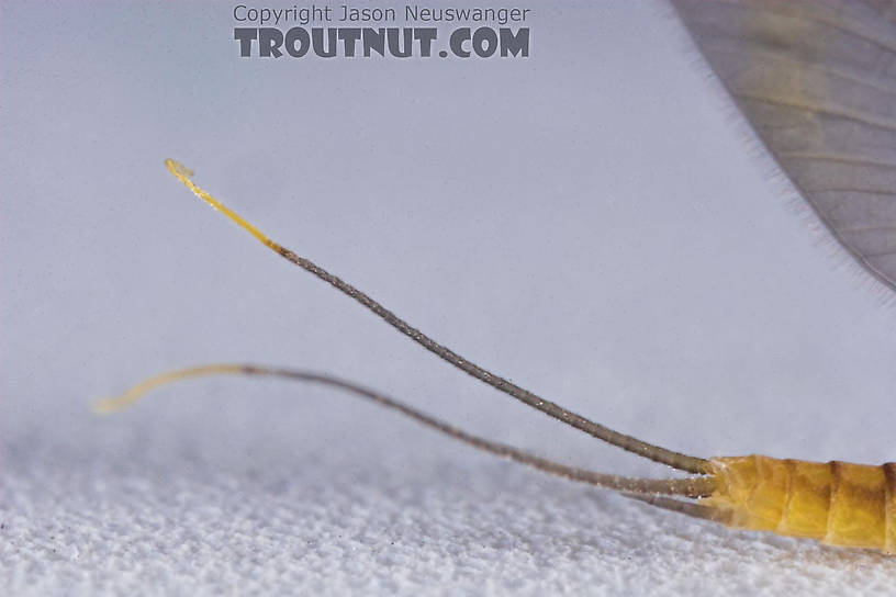 Male Nixe inconspicua Mayfly Dun from the East Branch of the Delaware River in New York