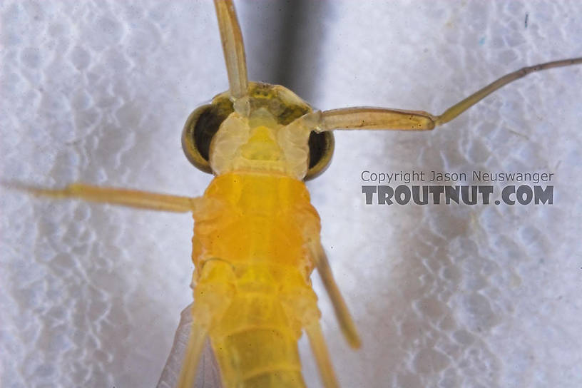 Male Nixe inconspicua Mayfly Dun from the East Branch of the Delaware River in New York