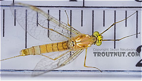 Female Stenacron (Light Cahills) Mayfly Spinner