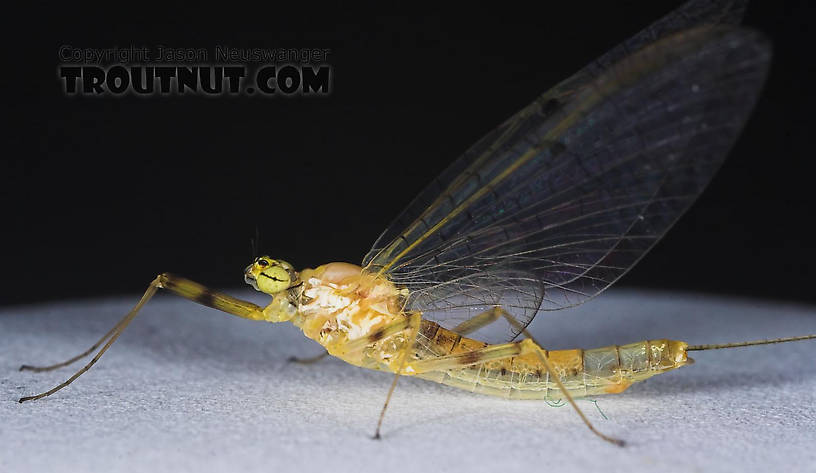 Female Stenacron (Light Cahills) Mayfly Spinner from the East Branch of the Delaware River in New York