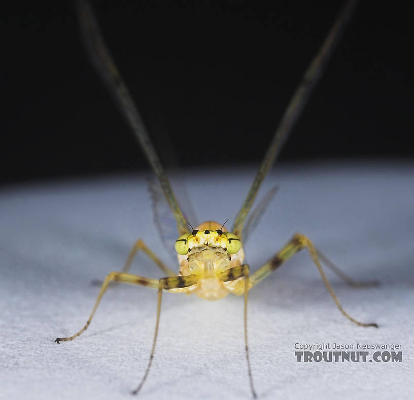 Female Stenacron (Light Cahills) Mayfly Spinner from the East Branch of the Delaware River in New York