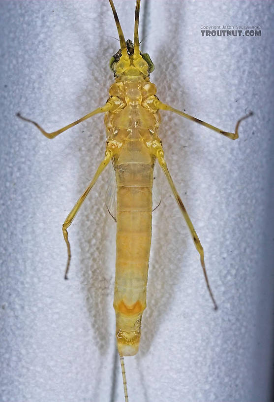 Female Stenacron (Light Cahills) Mayfly Spinner from the East Branch of the Delaware River in New York