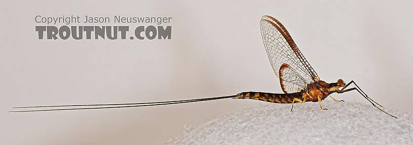 Male Hexagenia atrocaudata (Late Hex) Mayfly Spinner from the Namekagon River in Wisconsin