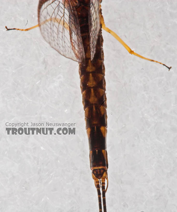 Male Hexagenia atrocaudata (Late Hex) Mayfly Spinner from the Namekagon River in Wisconsin