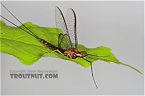 Male Hexagenia atrocaudata (Late Hex) Mayfly Spinner