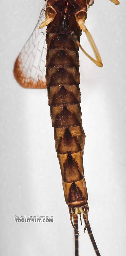 Male Hexagenia atrocaudata (Late Hex) Mayfly Spinner from the Namekagon River in Wisconsin