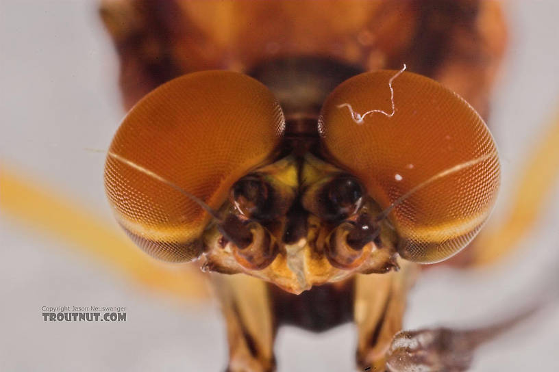 Male Hexagenia atrocaudata (Late Hex) Mayfly Spinner from the Namekagon River in Wisconsin