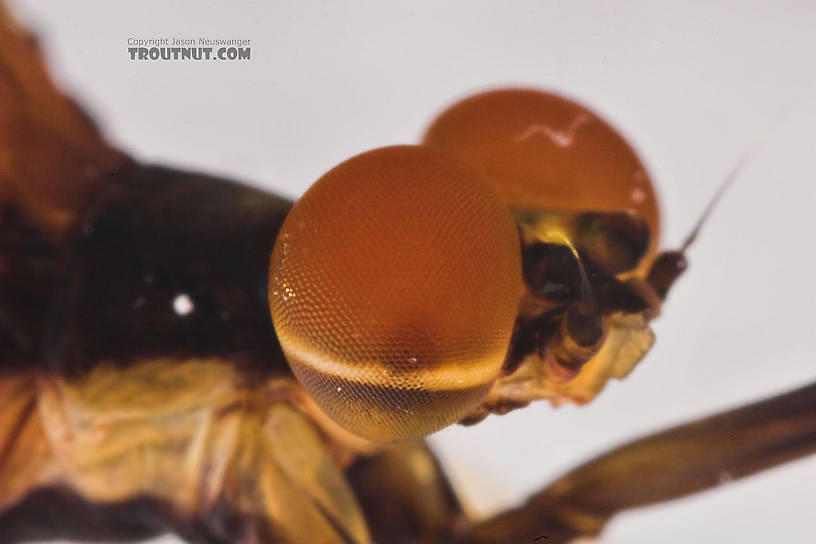 Male Hexagenia atrocaudata (Late Hex) Mayfly Spinner from the Namekagon River in Wisconsin