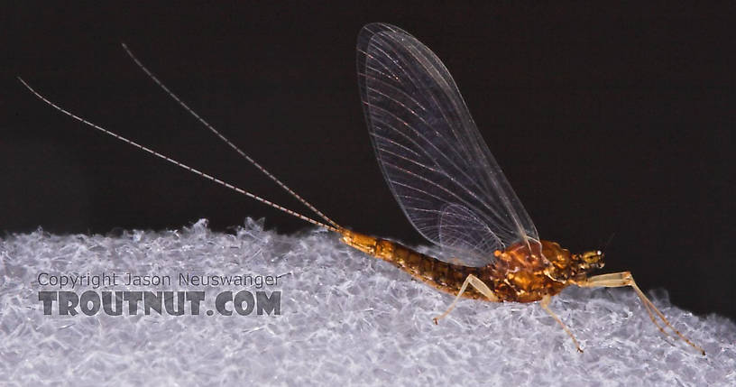 Female Ephemerellidae (Hendricksons, Sulphurs, PMDs, BWOs) Mayfly Spinner from the West Fork of the Chippewa River in Wisconsin