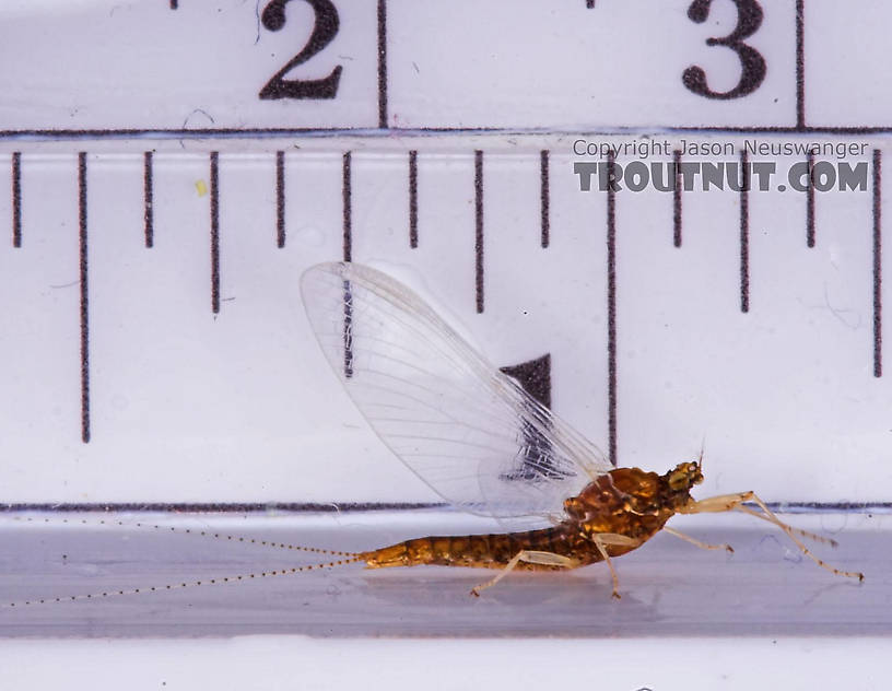 Female Ephemerellidae (Hendricksons, Sulphurs, PMDs, BWOs) Mayfly Spinner from the West Fork of the Chippewa River in Wisconsin