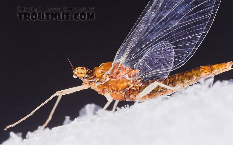 Female Ephemerellidae (Hendricksons, Sulphurs, PMDs, BWOs) Mayfly Spinner from the West Fork of the Chippewa River in Wisconsin