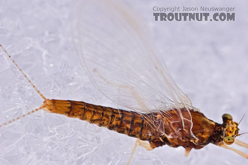 Female Ephemerellidae (Hendricksons, Sulphurs, PMDs, BWOs) Mayfly Spinner from the West Fork of the Chippewa River in Wisconsin