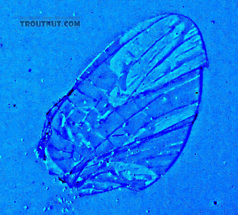 Oblique lighting and false color illuminate the vein patterns in this completely transparent hind wing.  Female Ephemerellidae (Hendricksons, Sulphurs, PMDs, BWOs) Mayfly Spinner from the West Fork of the Chippewa River in Wisconsin